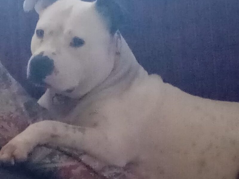 Regalo Pitbull hembra de 7 años