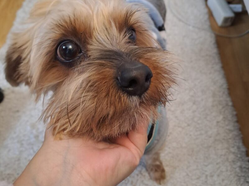 Toby