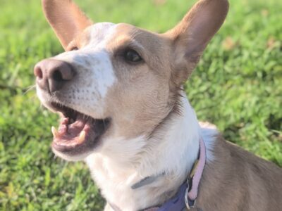 Perrita busca hogar🩷