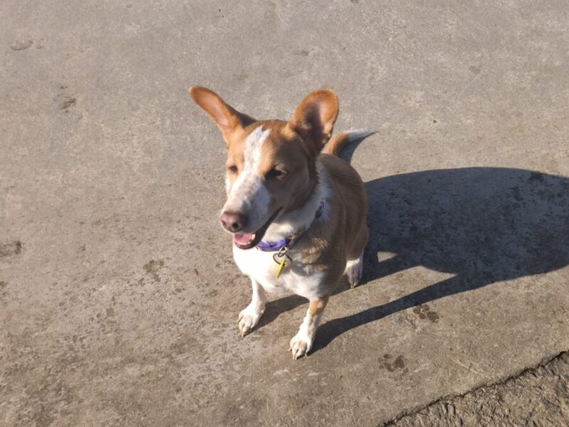 Perrita busca hogar🩷