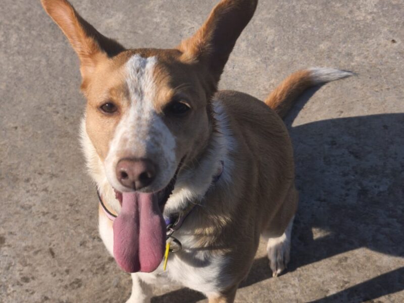 Perrita busca hogar🩷