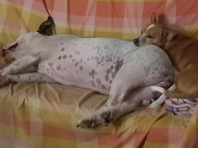 Regalo Pitbull hembra de 7 años