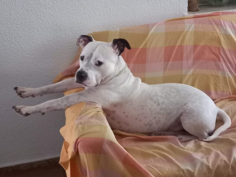 Regalo Pitbull hembra de 7 años
