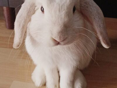 Lilo ( 4 años) Conejo Belier Enano Blanco