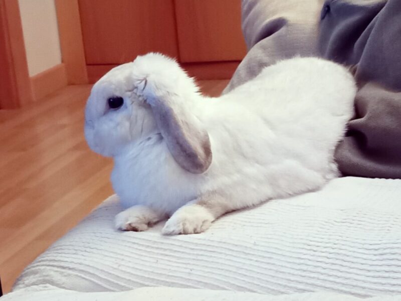 Lilo ( 4 años) Conejo Belier Enano Blanco