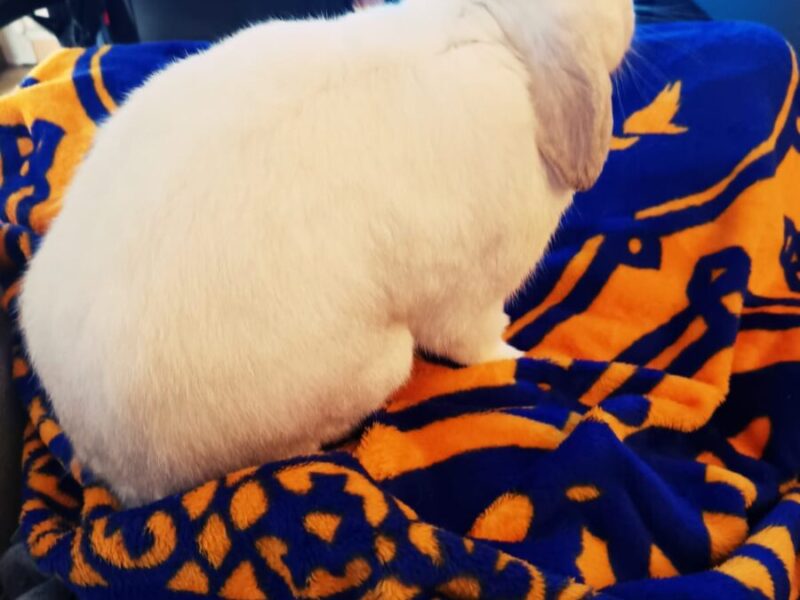 Lilo ( 4 años) Conejo Belier Enano Blanco