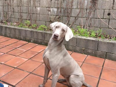 Braco de 3 años y medio en adopcion