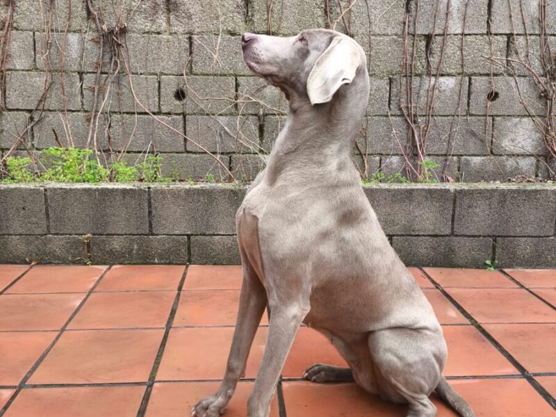 Braco de 3 años y medio en adopcion