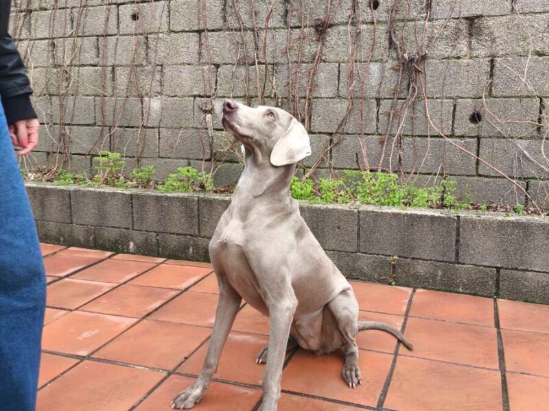 Braco de 3 años y medio en adopcion
