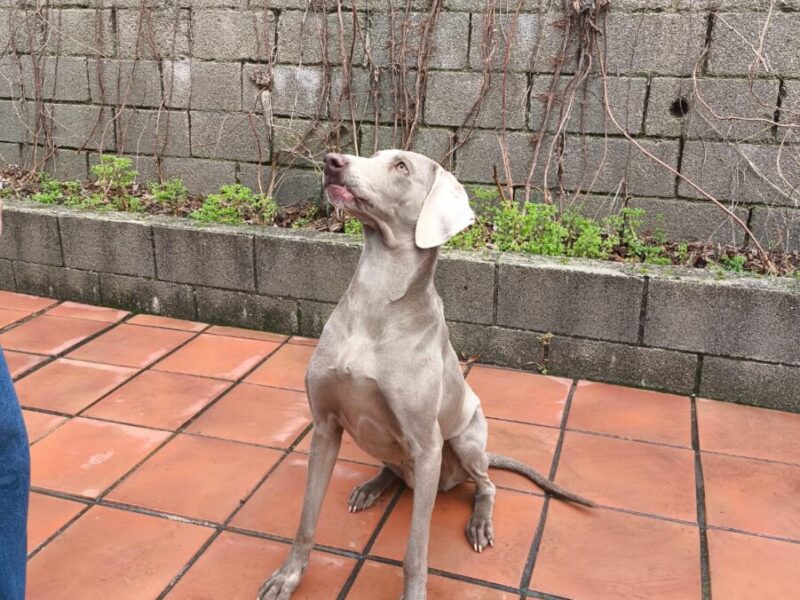 Braco de 3 años y medio en adopcion