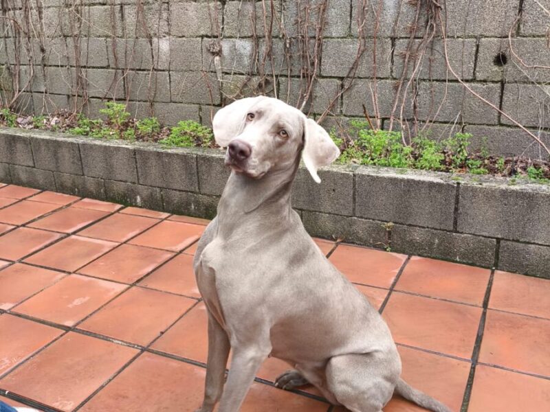 Braco de 3 años y medio en adopcion