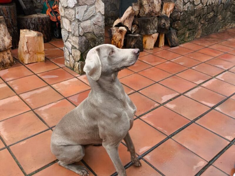 Braco de 3 años y medio en adopcion