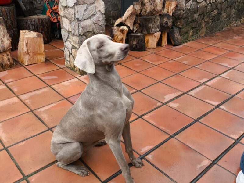 Braco de 3 años y medio en adopcion