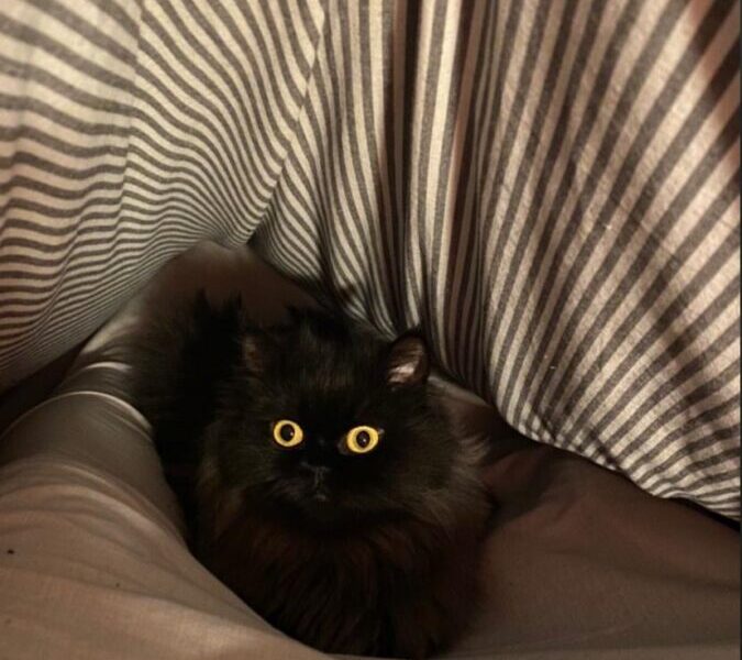 Adopción gata persa