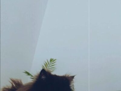 Adopción gata persa