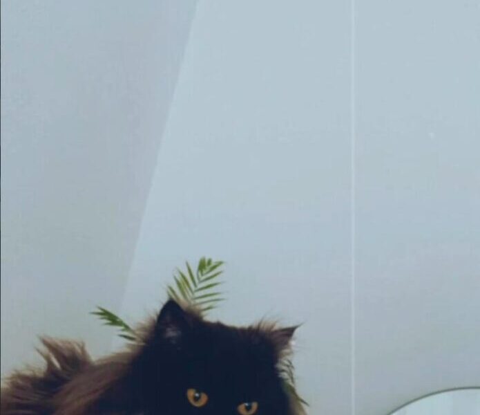 Adopción gata persa