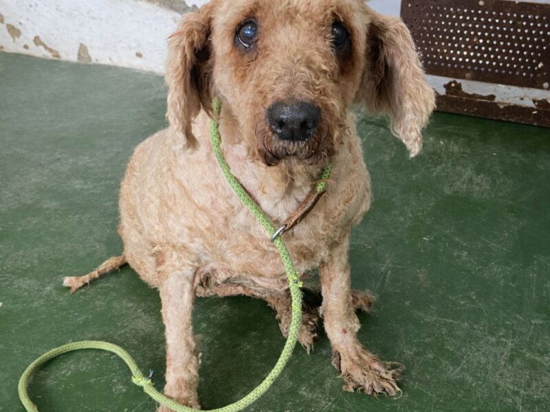 Noa busca un hogar