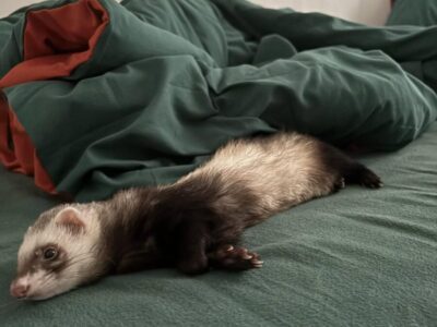 Huroncita en Adopción