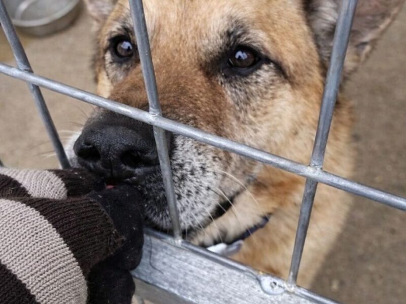 Perrito busca familia