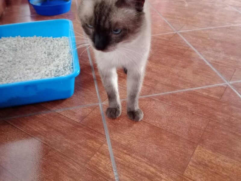 Siames en Adopción
