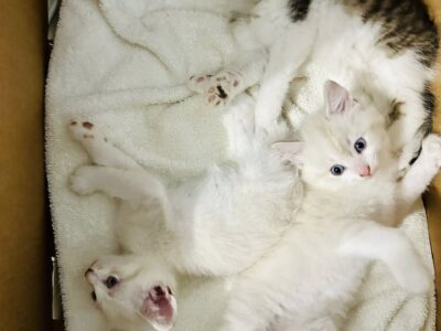 Gatitos de dos meses en adopción