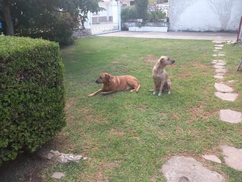 Kira y Wanda buscan hogar