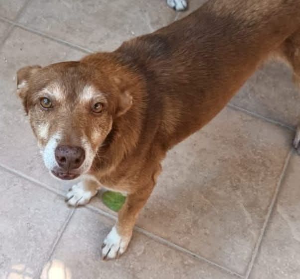 Luki busca hogar