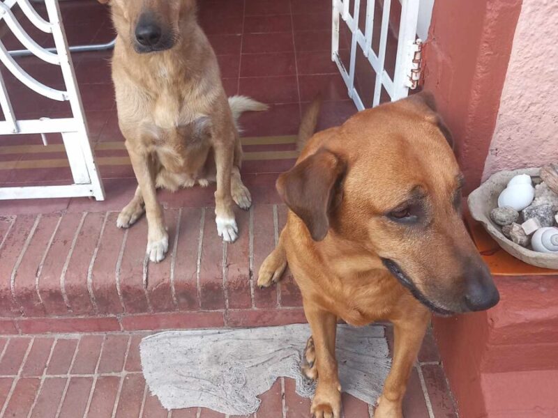 Kira y Wanda buscan hogar