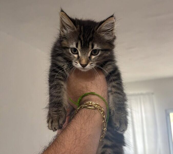 Se busca hogar