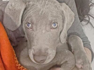 Perrito busca adopción