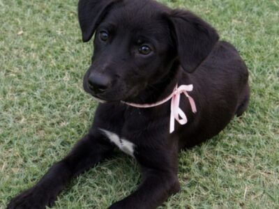 LA NEGRITA MERECE UNA NUEVA HISTORIA