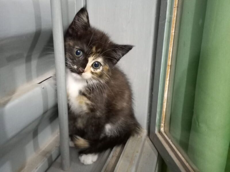 Gatita en Adopción en Córdoba