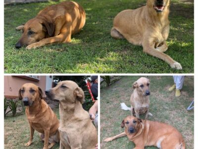 Kira y Wanda buscan hogar