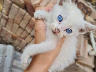 Gatitos en adopción