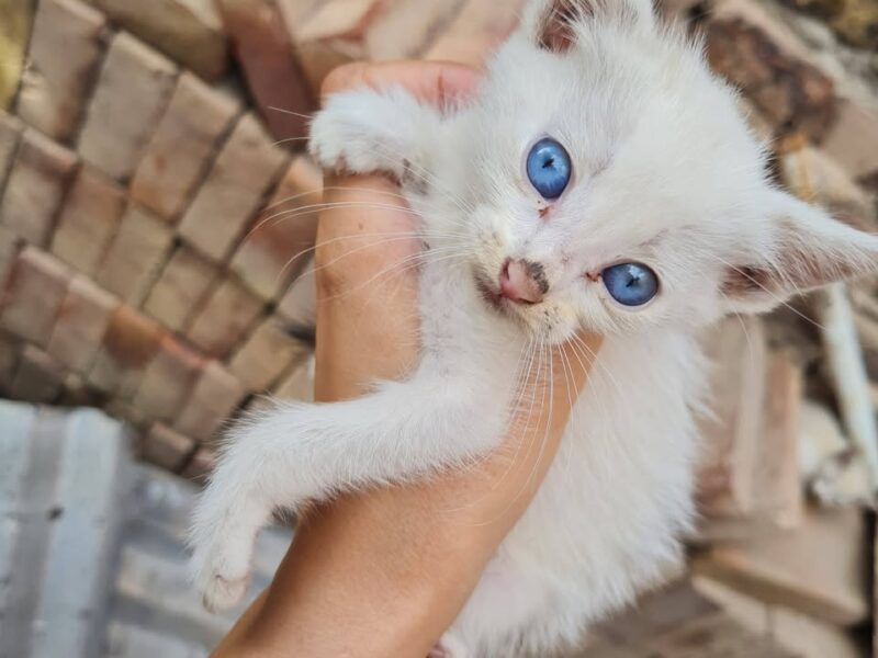 Gatitos en adopción