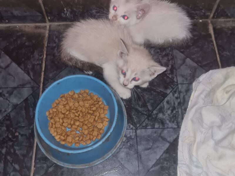Gatitos en adopción