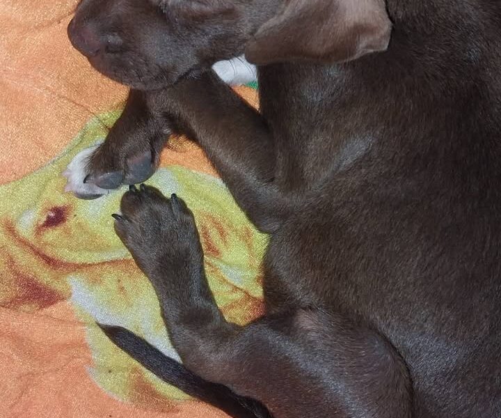 Perrito macho en adopción