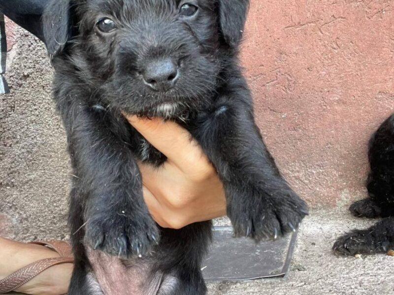 Hermosos cachorritos buscan hogar