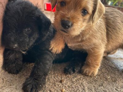 Hermosos cachorritos buscan hogar