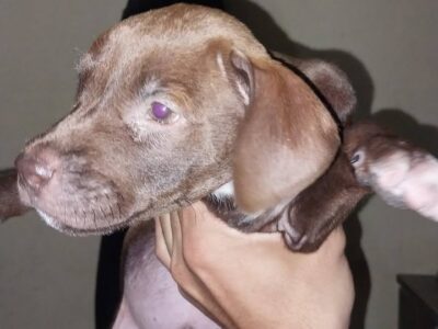 Perrito macho en adopción