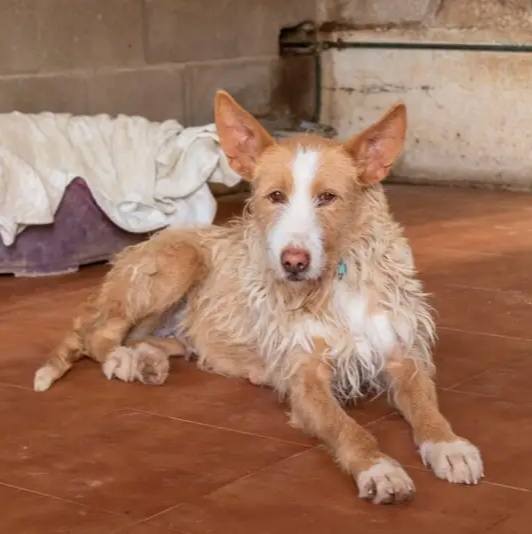 Lleva 3 años en el refugio