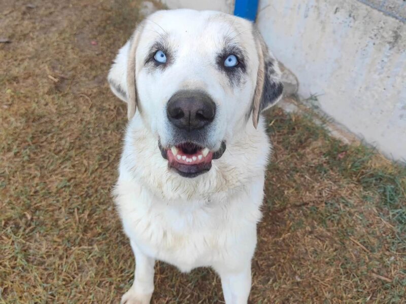 Aria en Adopción