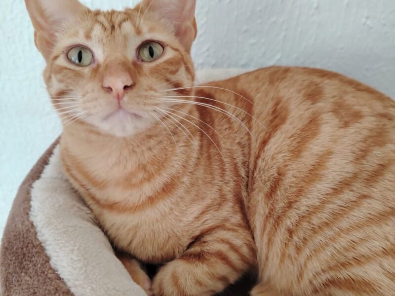 Etna busca adopción