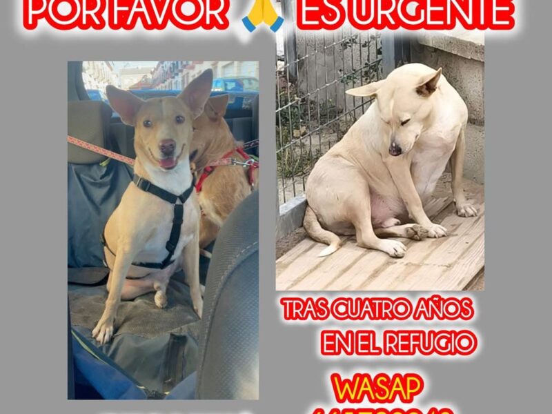 Ayúdanos a encontrar un hogar
