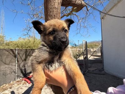 Adopción en Barcelona y alrededores