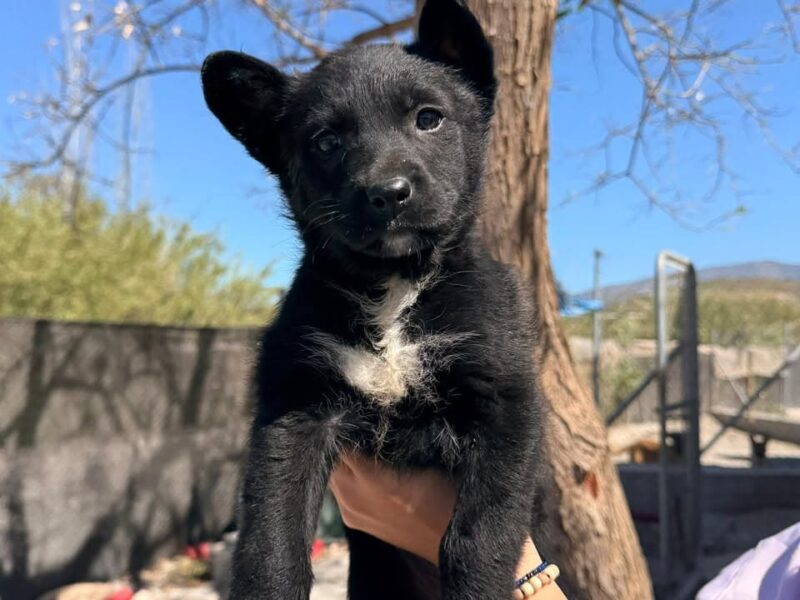 Adopción en Barcelona y alrededores