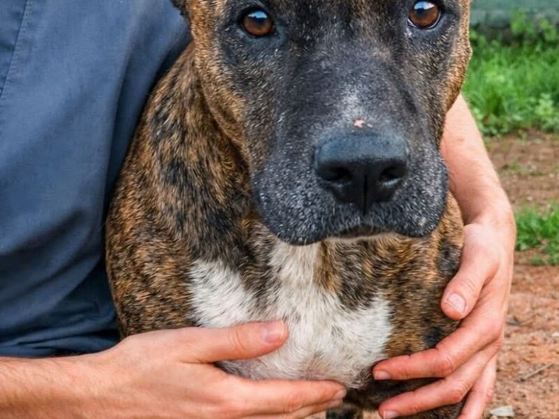 Aria busca un hogar