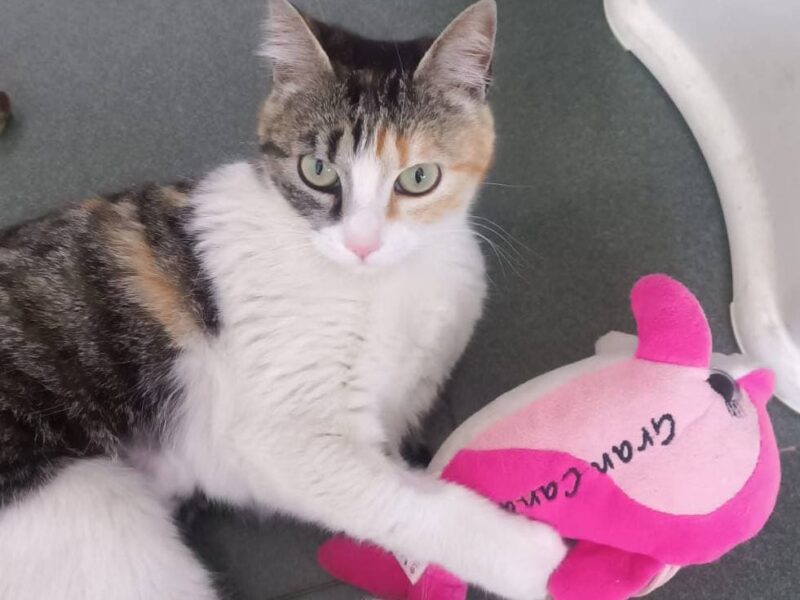 Gatita en adopción urgente