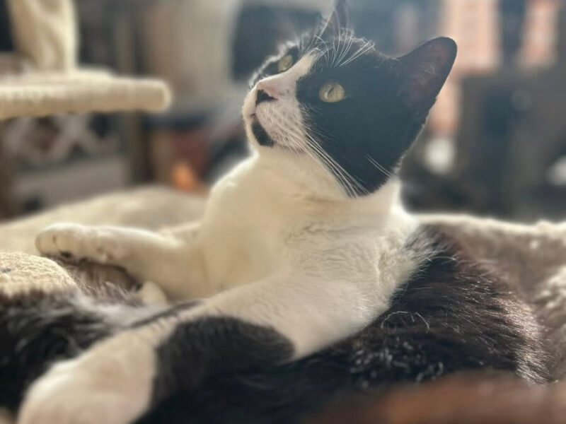 Gatito en adopción