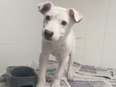 Adopción de cachorro urgente